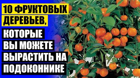 КУПИТЬ КАРЛИКОВЫЕ ДЕРЕВЬЯ ЦВЕТЫ 🔔 САМЫЕ ПРОСТЫЕ В УХОДЕ КОМНАТНЫЕ ...