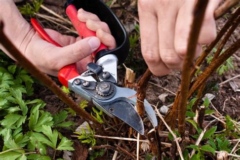 Pruning Black Raspberries » All the Top Tips