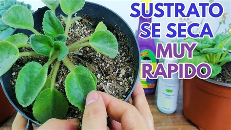 Violetas Africanas Sustrato Se Seca Muy Rapido Chuyito Jardinero Youtube