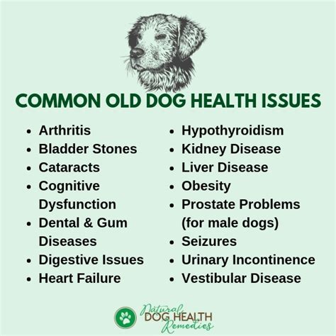 Common Old Dog Health Problems and Symptoms