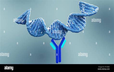 Anti Double Stranded Dna Anti Dsdna Antibodies Are A Group Of Anti Nuclear Antibodies Ana