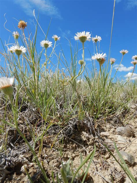 Erigeron Ochroleucus Buff Fleabane Long Basal Leaves Con Flickr