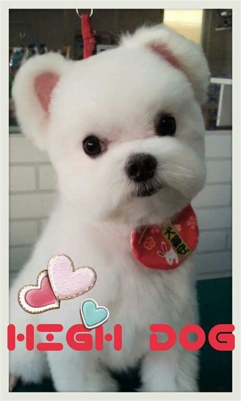 Pom mix | Puppy grooming, Really cute puppies, Teddy bear dog