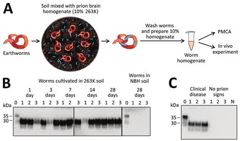 Detection Of Prion Protein Prp Sc Attached To Earthworms By Pmca And