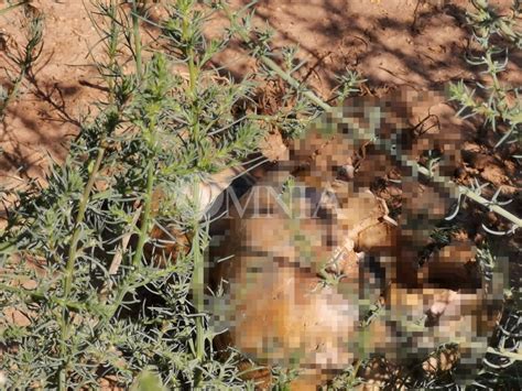 Siguen Apareciendo M S Restos Humanos Ahora En La Colonia Los Llanos