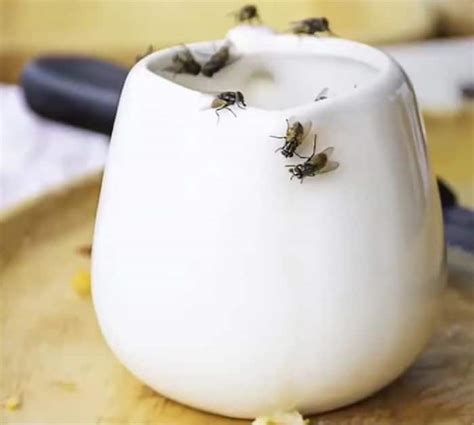 How To Get Rid Of Fruit Flies In Seconds