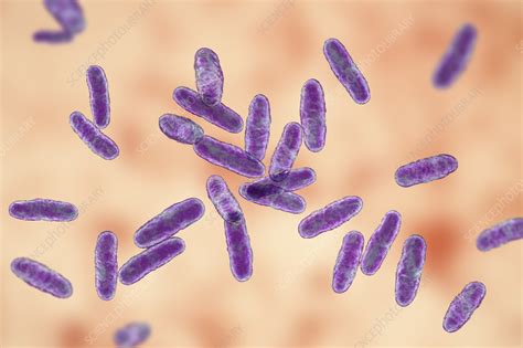 Clavibacter Bacteria Illustration Stock Image F Science