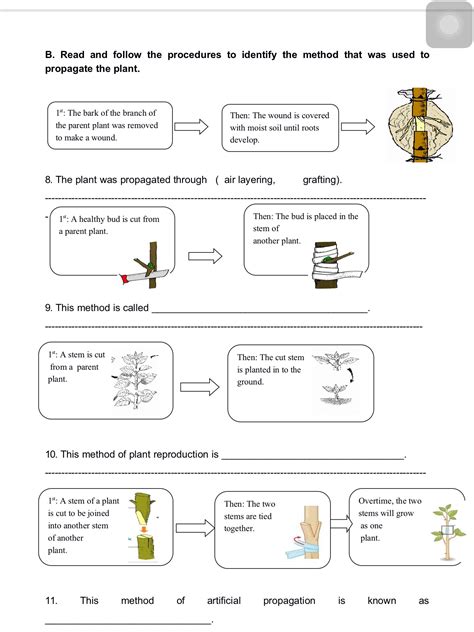 Asexual Reproduction In Plants Ks2 Worksheets