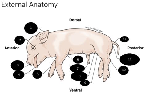 Fetal Pig External Anatomy Flashcards | Quizlet