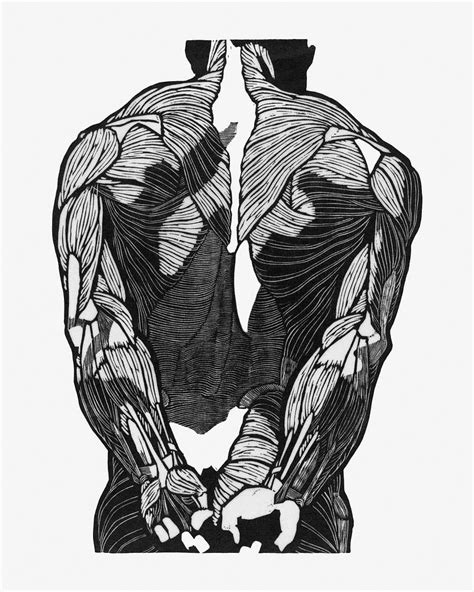 Muscle Anatomy Images | Free Photos, PNG Stickers, Wallpapers ...