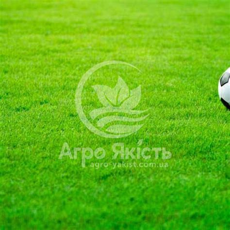 Купить газонную траву Спортивная (Evro Grass) цена N в интернет ...