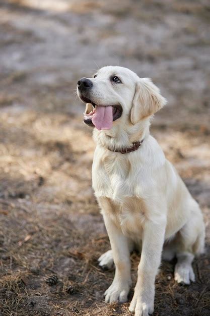 Un Golden Retriever Con Una Lengua Rosa Saliendo Golden Retriever