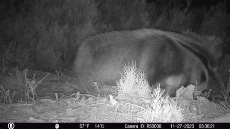 Hito HistÓrico Sorpresa Por La Aparición De Un Oso Hormiguero En El