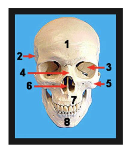 Anatomy Skeletal System Kahoot Flashcards Quizlet