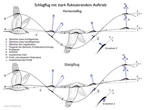 Wie Ornithopter Fliegen Das Flugprinzip