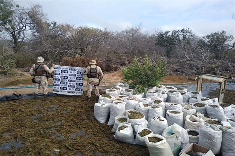 Cerca de 140 mil pés maconha são encontrados pela Cipe Chapada na