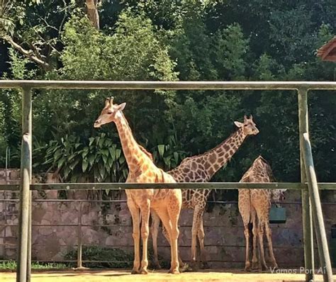 Zoológico De São Paulo O Maior Zoológico Do Brasil