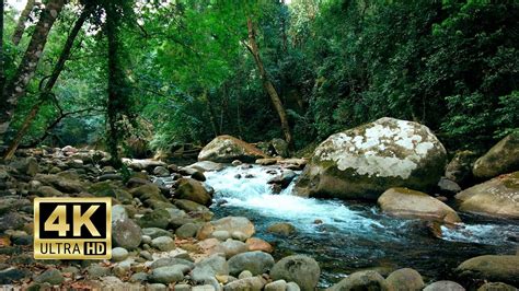 Relax With Me 4K ASMR Bird Chirping Babbling Brook Sounds Relaxing