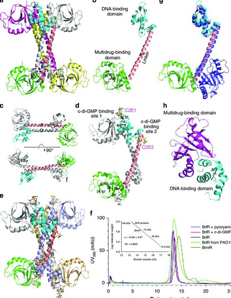 Crystal Structures Of Brlr And The Brlr C Di Gmp Complex A Overall Download Scientific Diagram