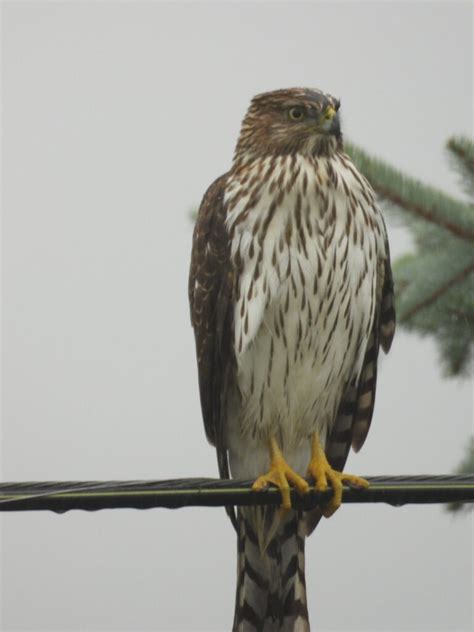 Coopers Hawk Feederwatch