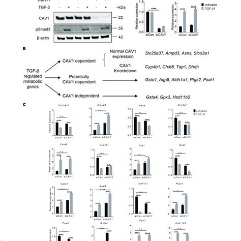 Validation Of Tgf Regulated Genes In Aml Cells A Western Blot