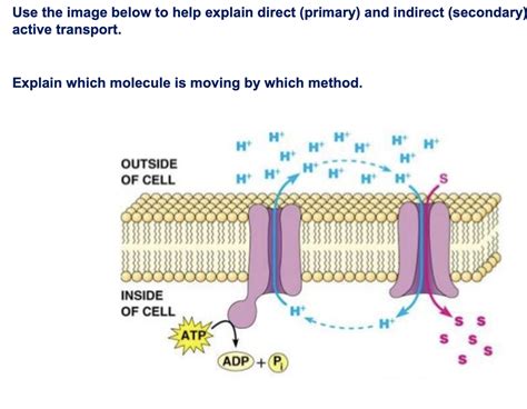 Solved Use The Image Below To Help Explain Direct Primary Chegg