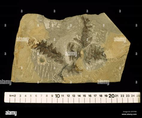 Farn fossil Fotos und Bildmaterial in hoher Auflösung Alamy