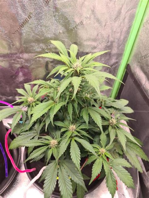 Sweet Seeds Red Strawberry Banana Auto Grow Diary Journal Week2 By