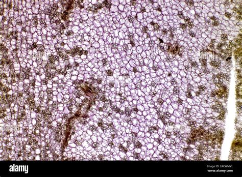 Potato Starch Grains Light Micrograph Of A Transverse Section Through