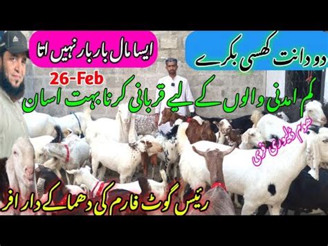 Raees Goat Farm Visit Gulabi Kamori Teddy Pateri Latest Update Feb