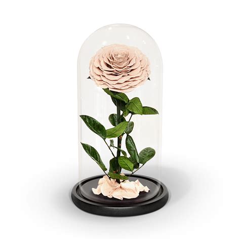 Nude Preserved Rose In Glass Dome Infinity Rose