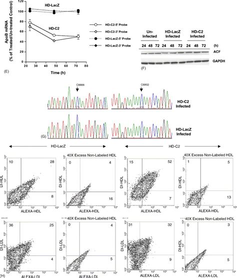 Simultaneous Expression Of Apolipoprotein B Mrna Editing Enzyme And Scavenger Receptor Bi