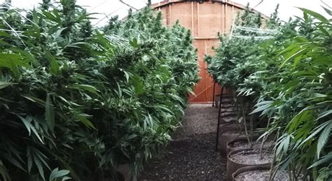 Cómo Cultivar Marihuana En Exterior La Huerta Blog