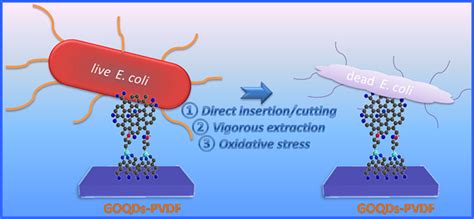 Schematic illustration for the bactericidal mechanism of GOQDs-PVDF.: | Download Scientific Diagram