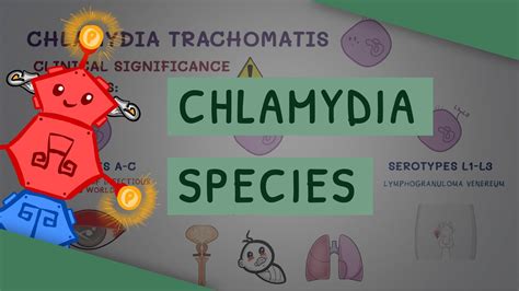 All You Need To Know About Chlamydia Species YouTube