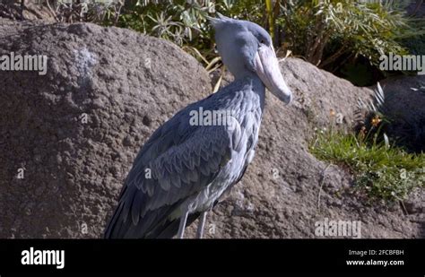 Shoebill habitat Stock Videos & Footage - HD and 4K Video Clips - Alamy