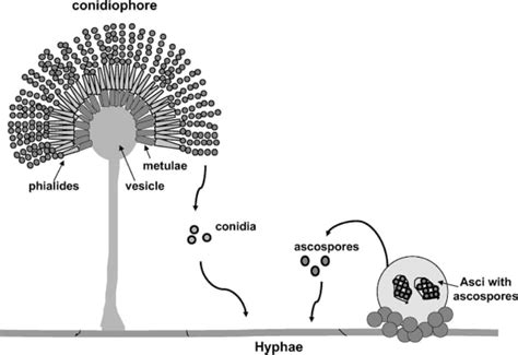 How Does Asexual Reproduction Occur In Fungi