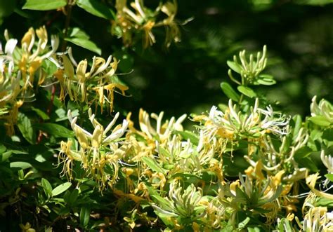 Lonicera Japonica Sweet Isabel Riverside Garden Centre