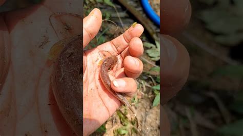 Ikan Langka Viral Ikan Mancing Chana Wader Gabus Leleakar Lele