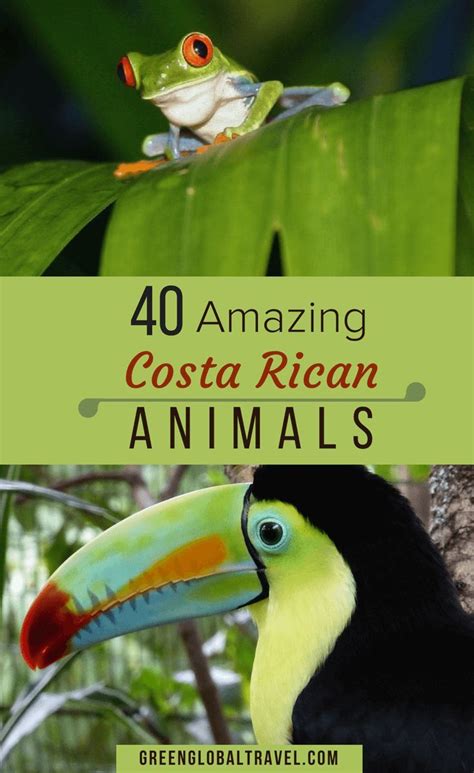 Most Beautiful Birds In Costa Rica Guide Photos Artofit