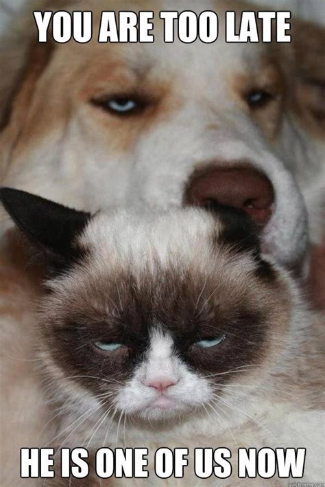 Quickmeme The Funniest Page On The Internet Grumpy Dog Grumpy Cat