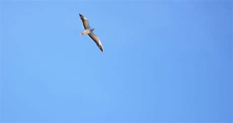 Free Images Nature Bird Wing Sky White Animal Seabird Fly