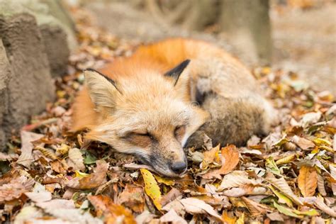 258 Sleeping Baby Fox Photos - Free & Royalty-Free Stock Photos from ...