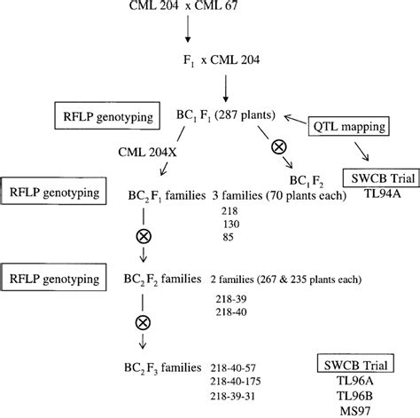 Diagram Of The Marker Assisted Backcrossing Procedure Employed To Download Scientific Diagram