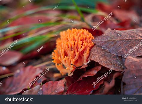 Coral Mushroom Ramaria Botrytis Known Pinktipped Stock Photo 1864153207