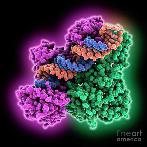 Hiv Reverse Transcriptase Complex Photograph By Laguna Design Science