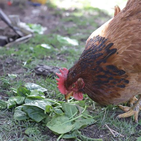 So Can Chickens Eat Spinach