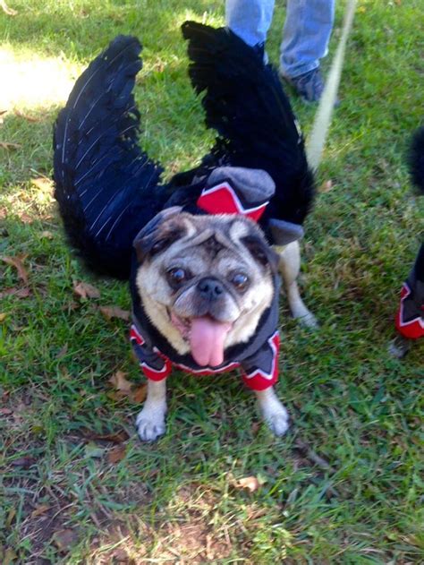 Pug Possessed: Customer Costumes