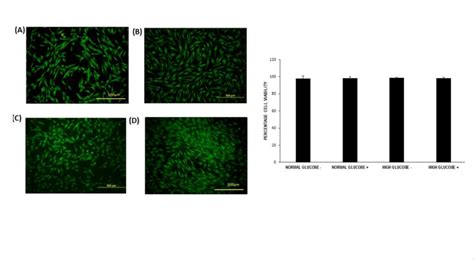 Cell viability detected by calcein AM and ethidium bromide for wound ...