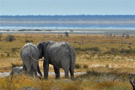 Namibia Elefant Afrika Kostenloses Foto Auf Pixabay Pixabay